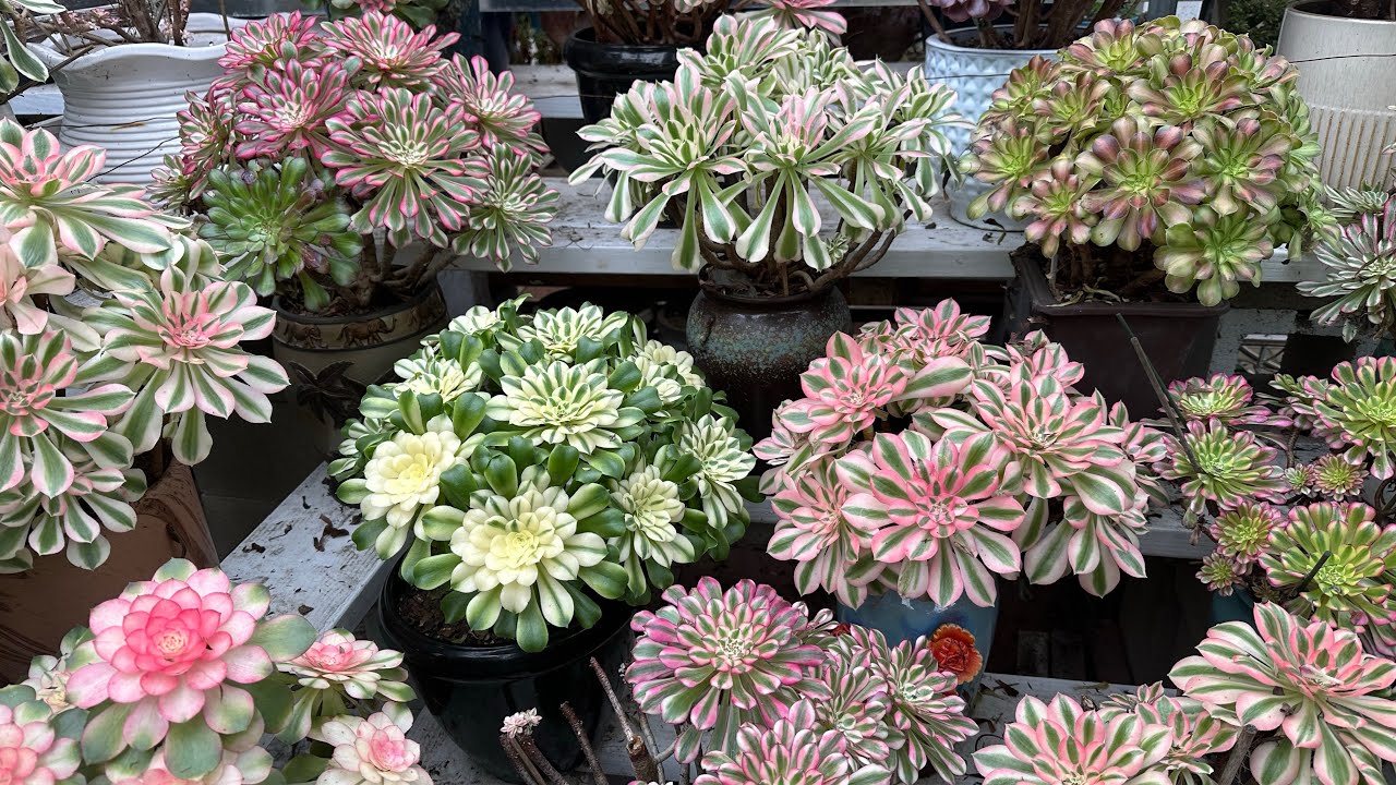 Sen Aeonium Sau 1 Tuần Kéo Lưới Ra , Lên Màu Tuyệt Đẹp Và Hoa Lan Trong Vườn Để Đón Xuân .