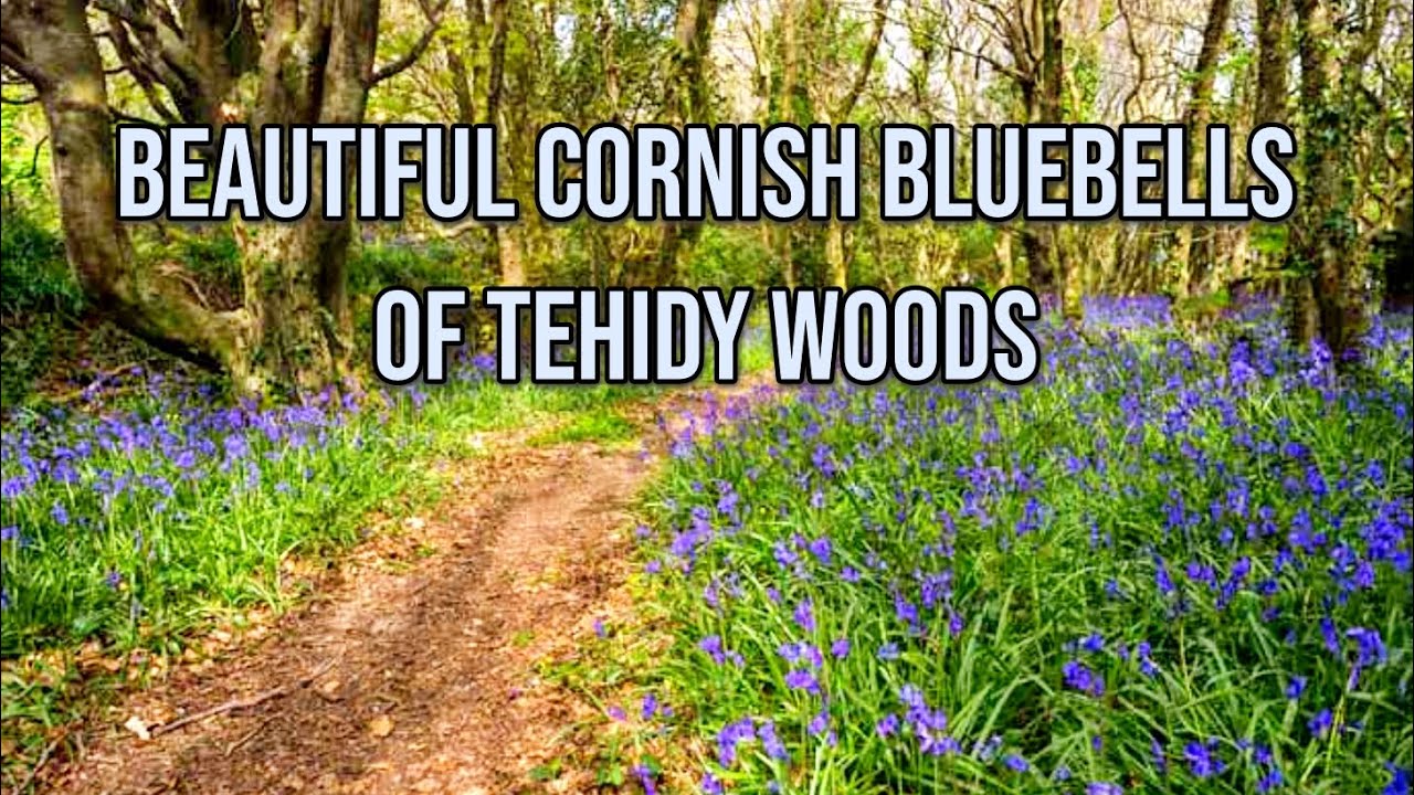 Thousands of stunning bluebells at Tehidy Woods, Cornwall