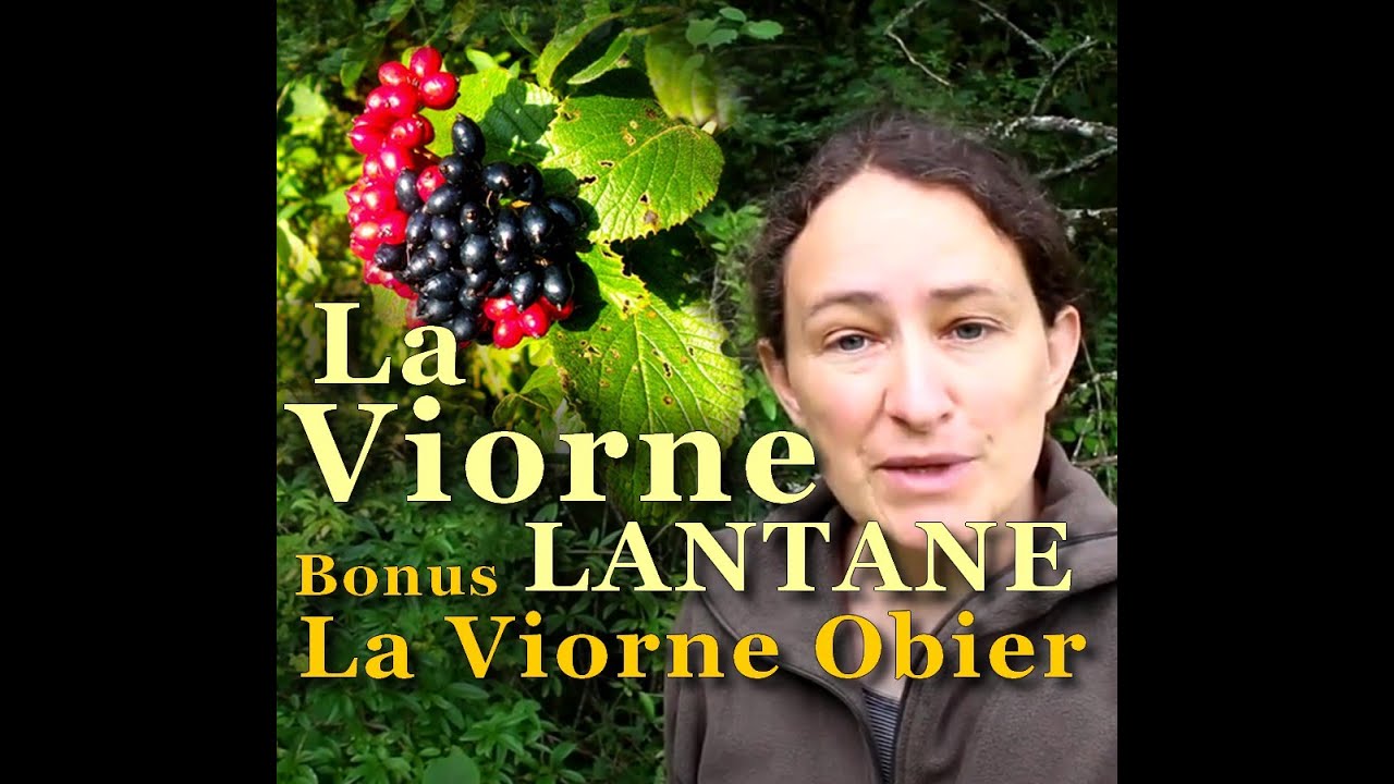 Découvrez la viorne Lantane et ses usages, arbuste courant de nos haies !