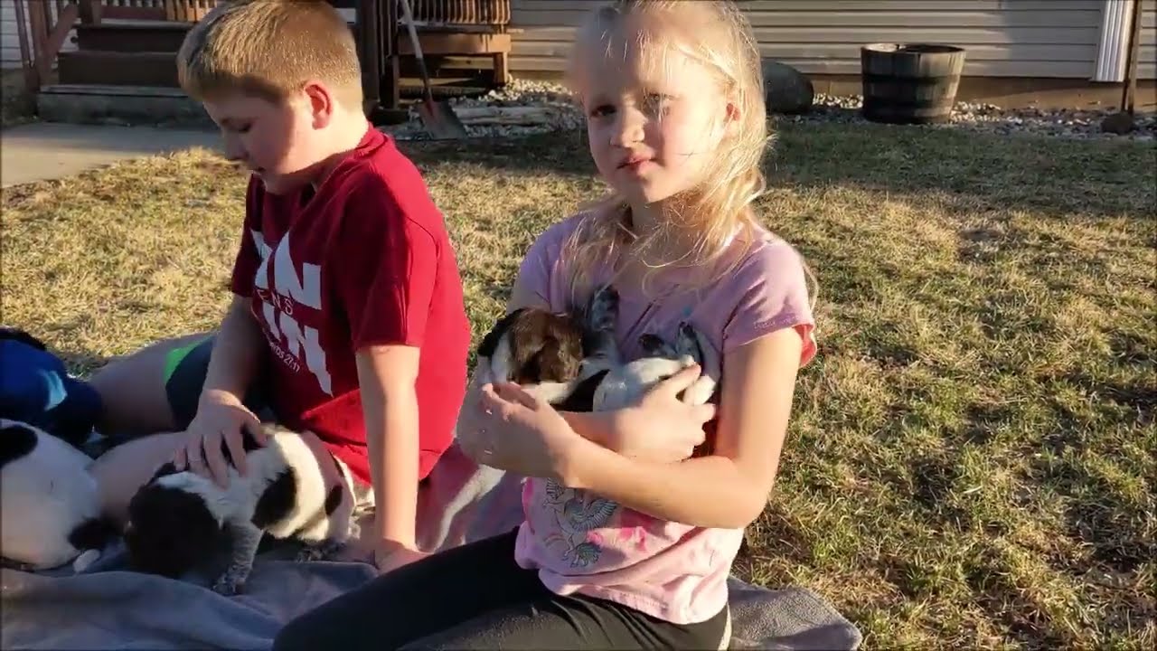 Gosch Kennels E3 litter at 4 weeks, Small Munsterlander puppy
