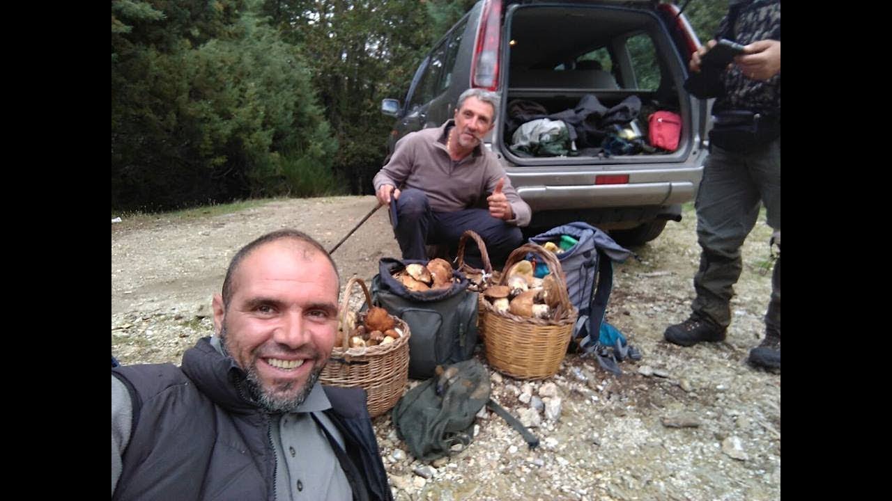 Funghi estivi