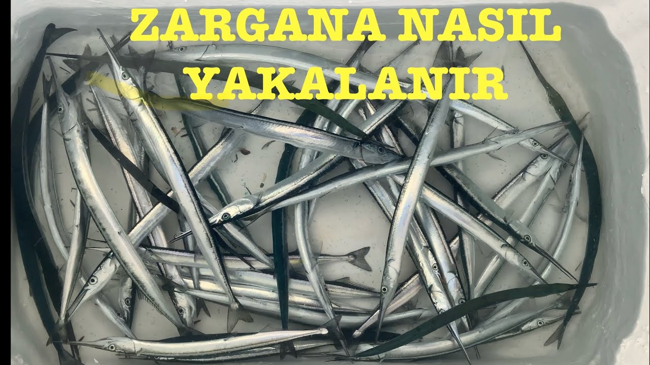 ZARGANA VE LÜFER
