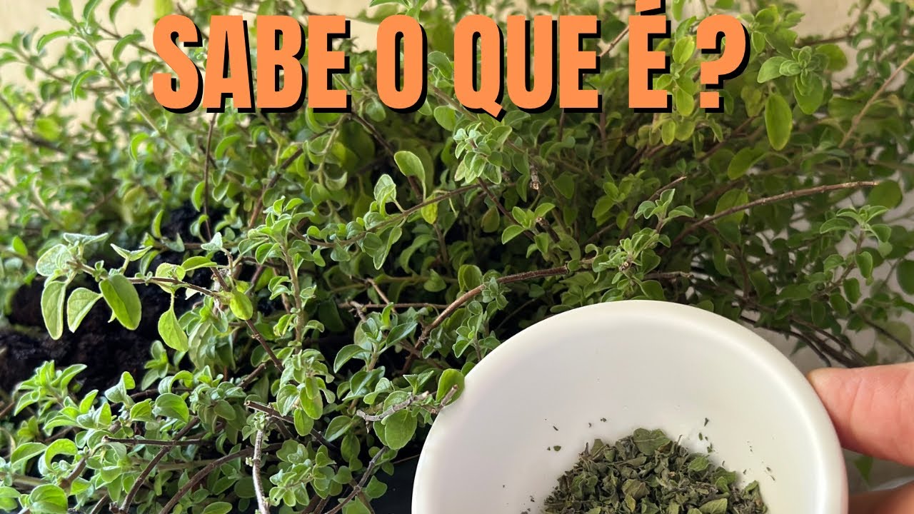 Como Desidratar Orégano em Casa: Fácil e Prático!