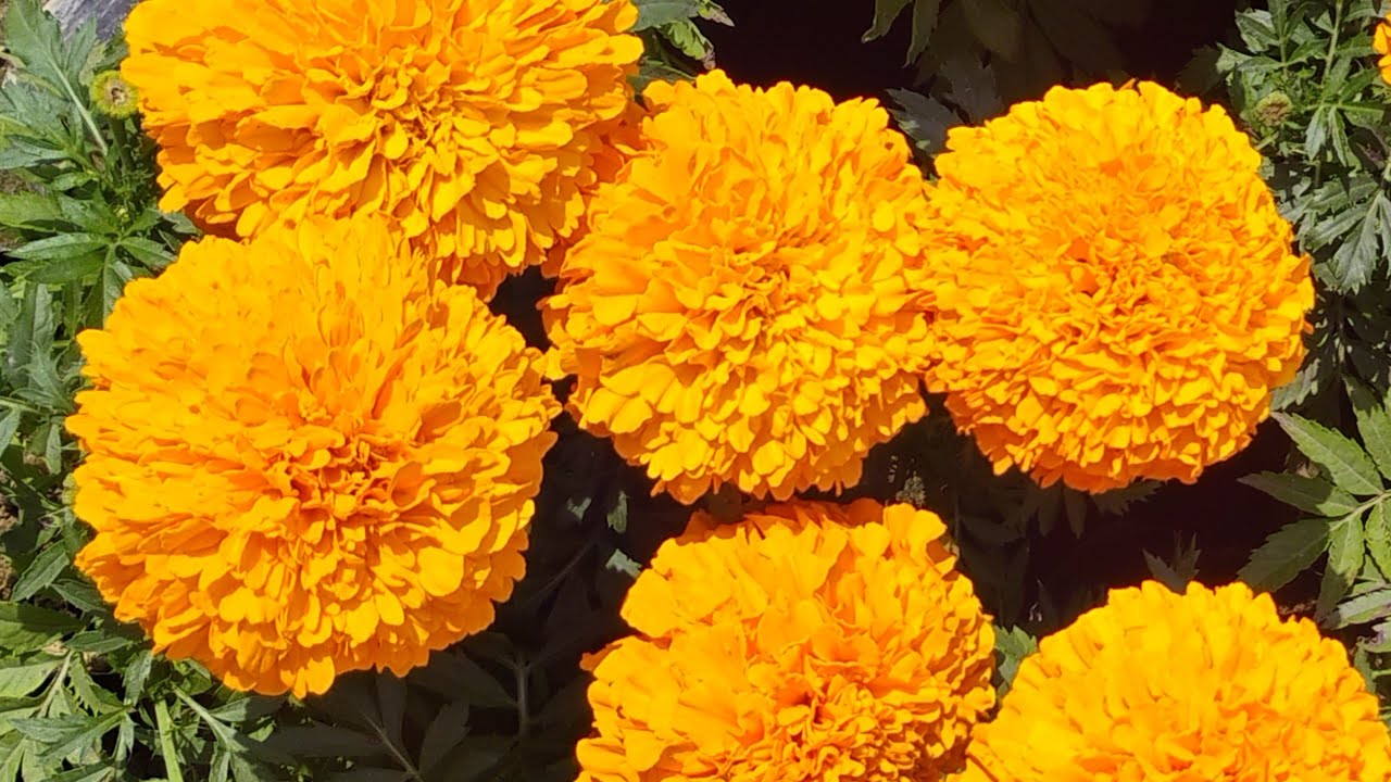 Mai Aur Mere Plants  is live #welcomes viral #gardning