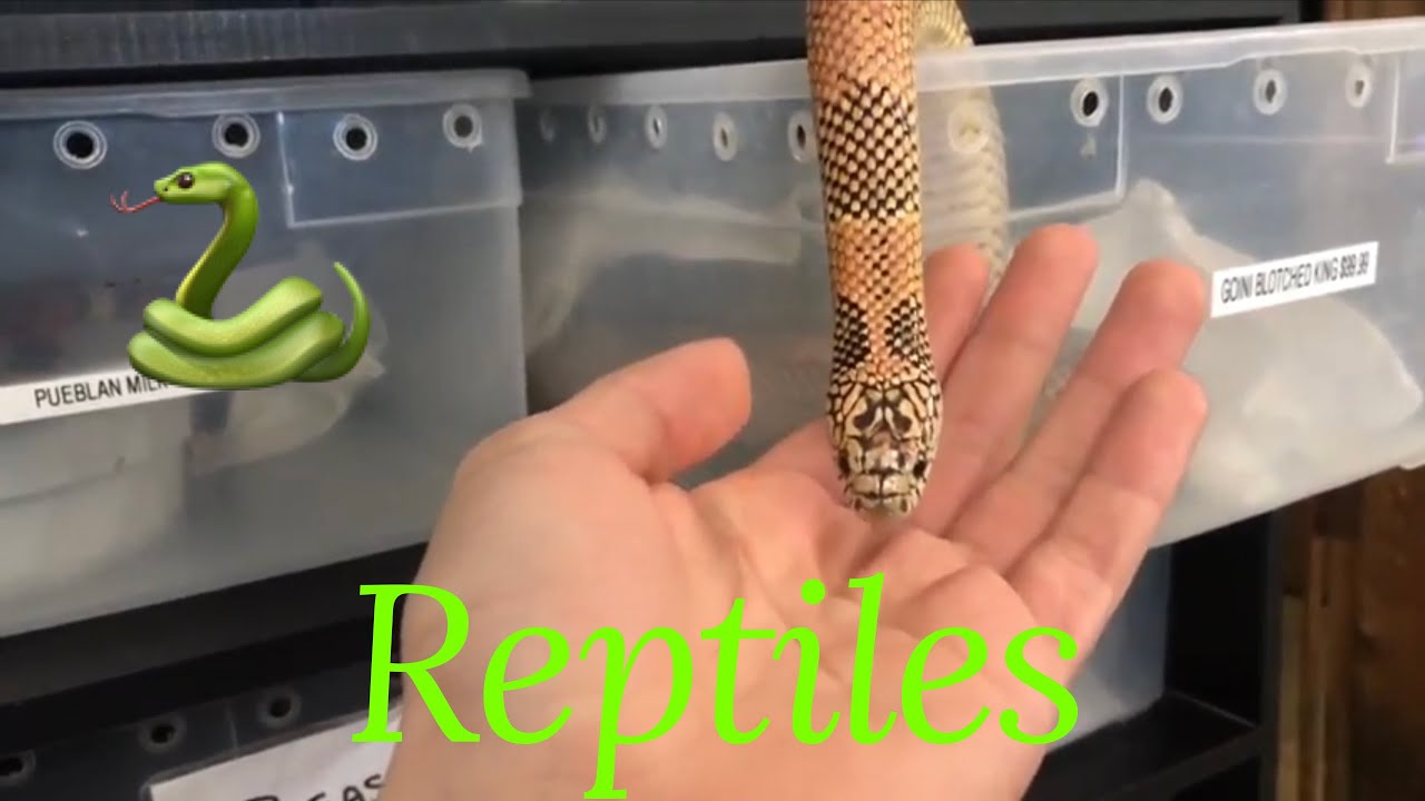 Reptile collection (Pet Bazaar)