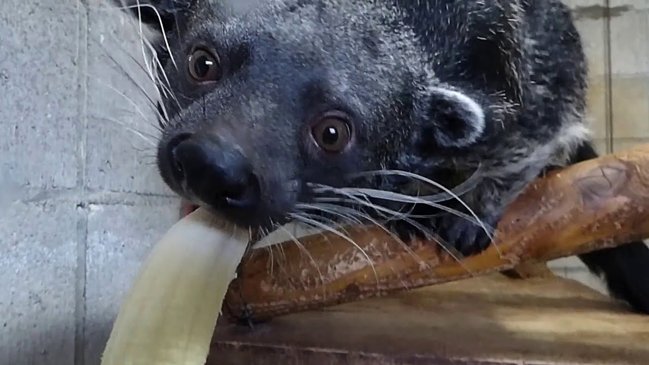 Binturong Enjoy Eating Banana