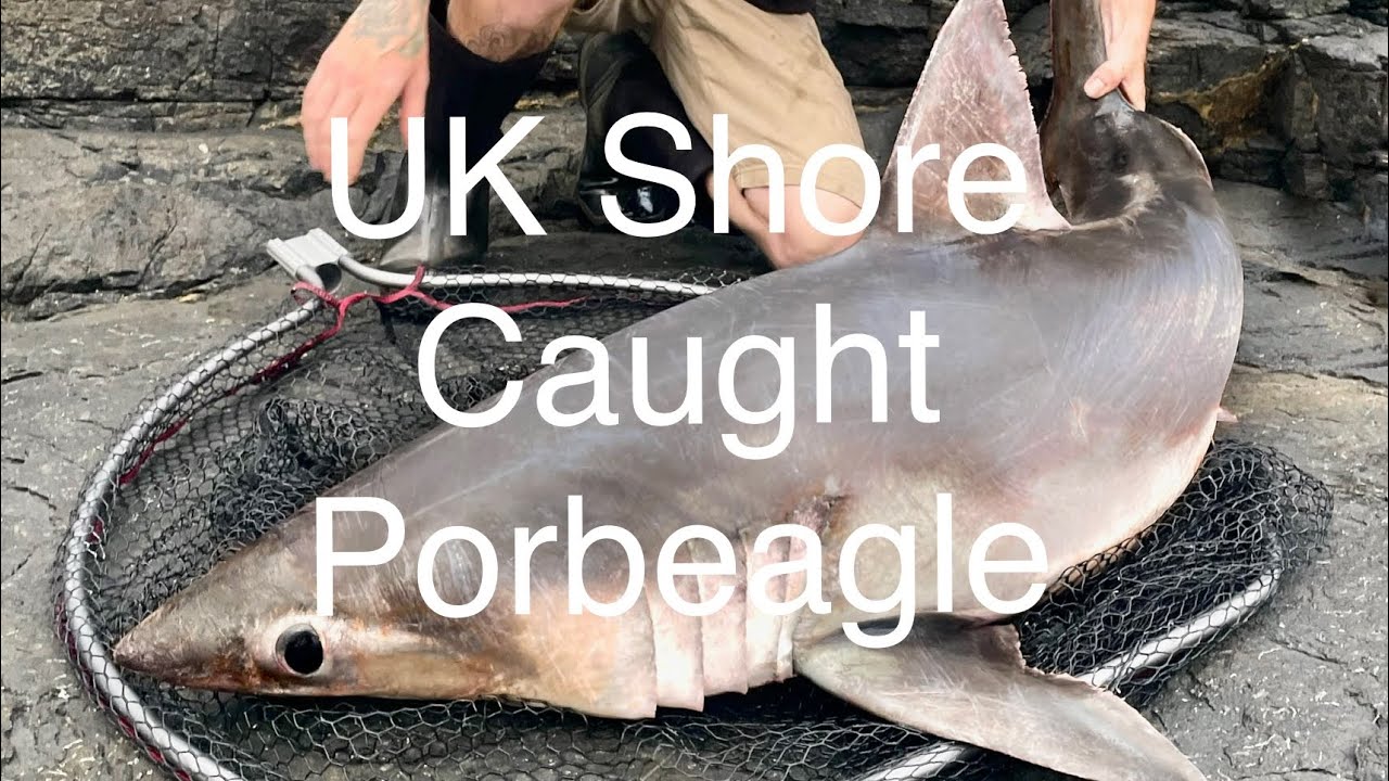 🦈🎣 UK Shore Caught Porbeagle 2022🎣🦈