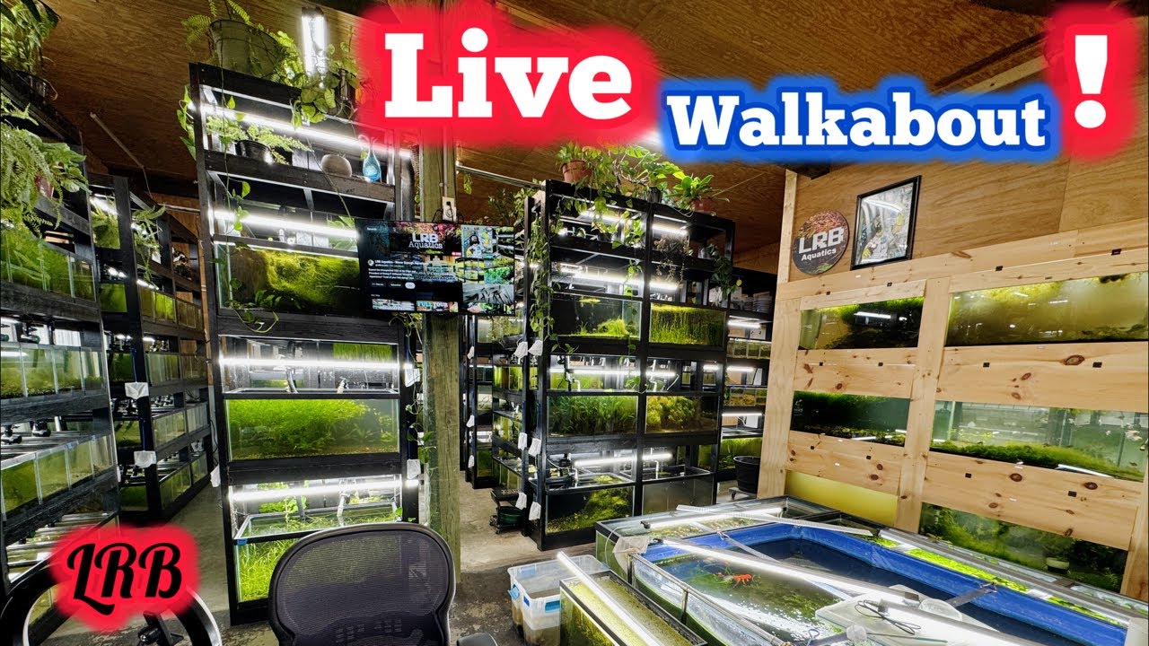 75k Special Live Walkabout Around the Fishroom
