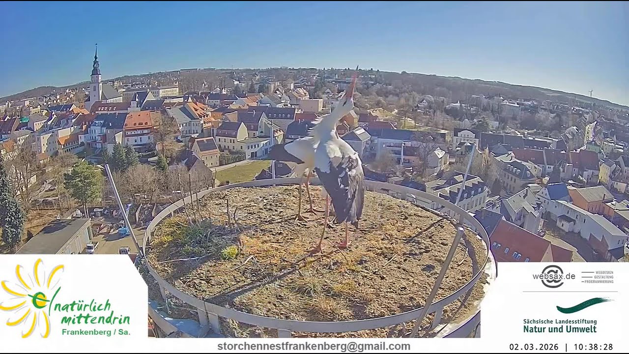 Storchennest Frankenberg, DE -  02 03 2026
