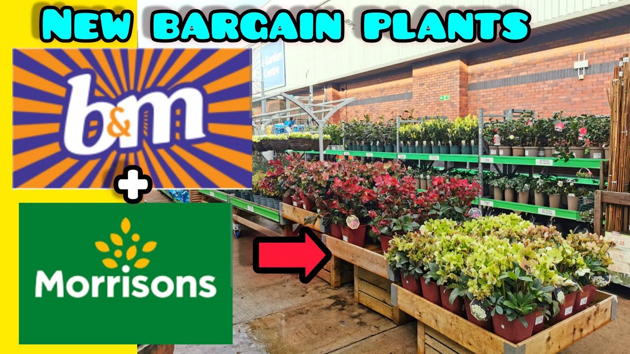 NEW PLANTS in B&M Garden Centre and MORRISONS, Spring jobs and NEW plants For My UK Tropical Garden