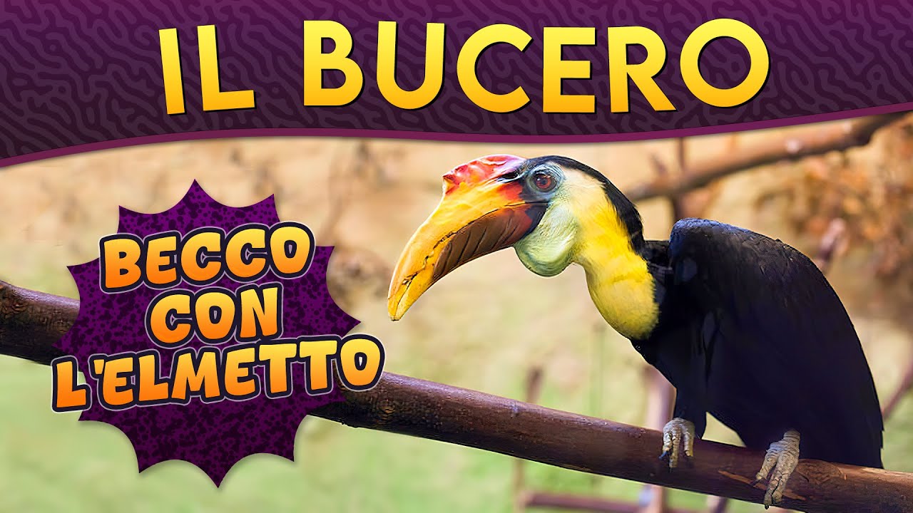 Il Bucero: becco con l'elmetto ► Puntata 195