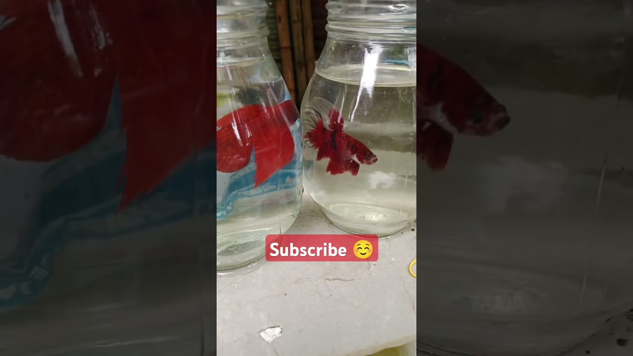 #bettafish #guppie #guppyfish #guppy #bettashow