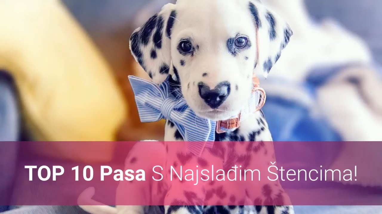 🐕 Najslađi &Scaron;tenci &ndash; Top 10 Pasmina Pasa S Najslađim &Scaron;tencima Na Svijetu!