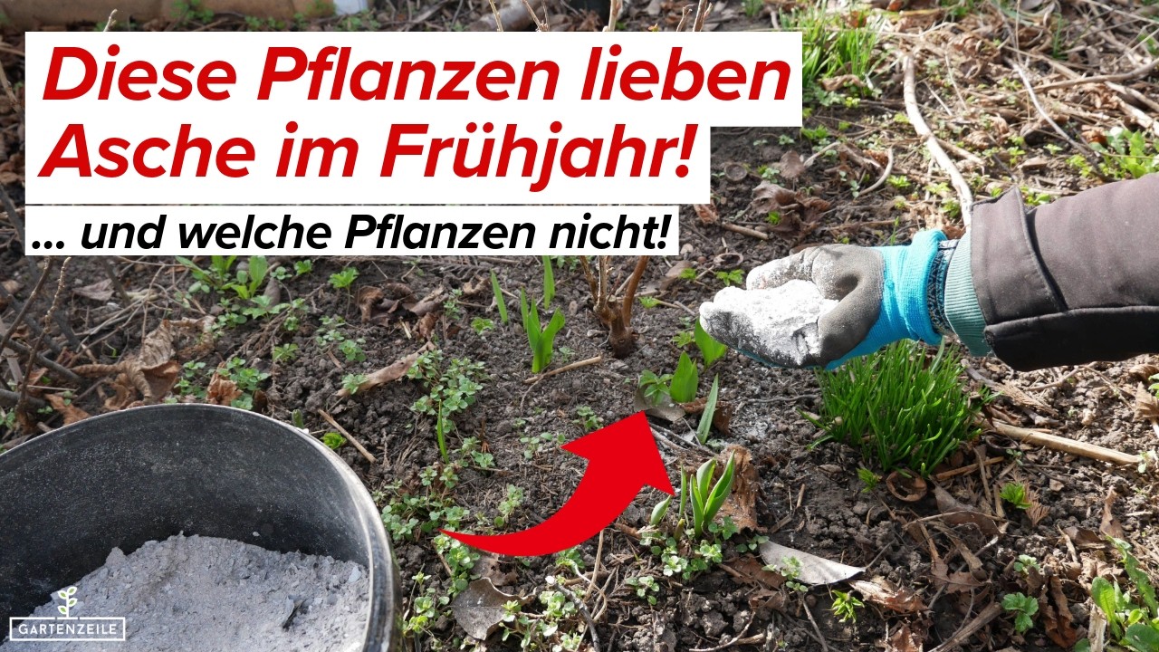 Diese Pflanzen kannst du schon im Fr&uuml;hjahr mit Asche d&uuml;ngen (und welche lieber nicht)