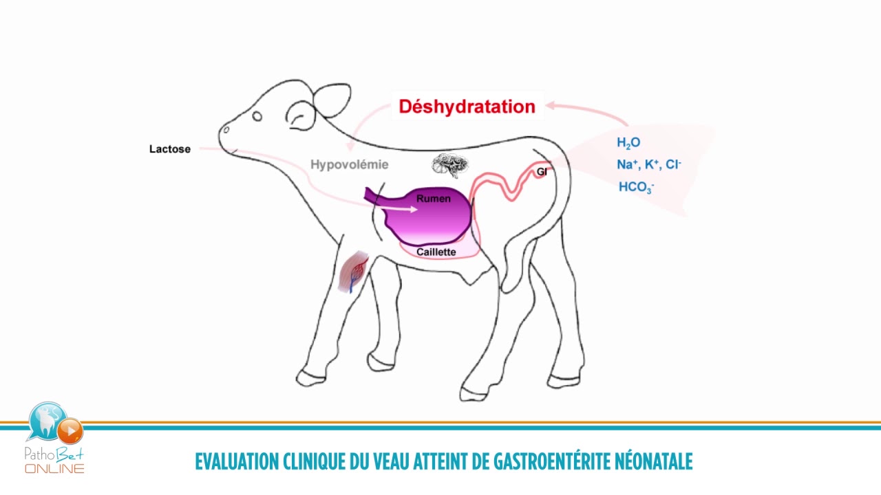 YVES MILLEMANN EVALUATION CLINIQUE DU VEAU ATTEINT DE GASTROENTERITE