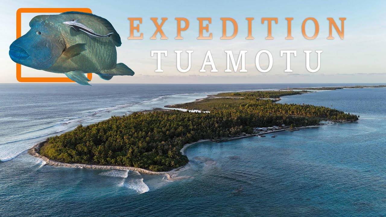 On part en expédition aux Tuamotu - Plongée et faune marine