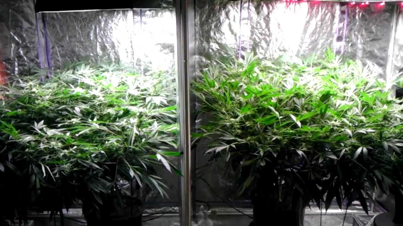 Spliff's Garden ~ Pro-420-Par/420-pfr-Pontoon Bloom Boom Room ~ 3-11-13