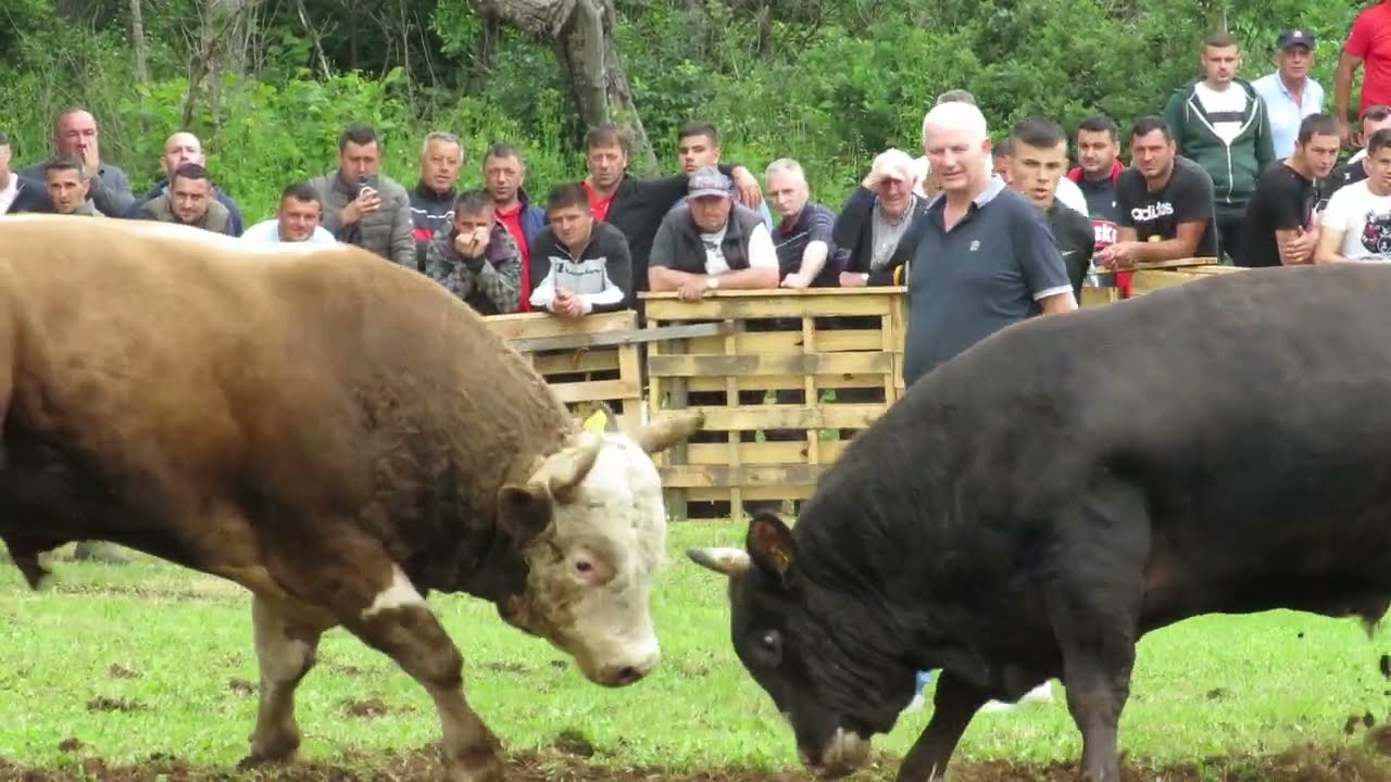KOBRA OD PIĆARA I GOLUB OD VITIĆA OSOJE 2023 KORIDA