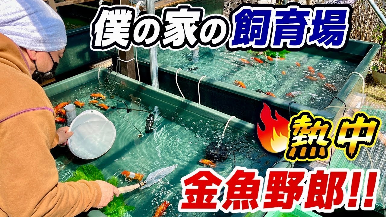 【金魚】年間400回以上金魚屋さんに通う「金魚バカ！」春の飼育状況を報告‼︎弥富で開催されるイベントの情報もお見逃しなく‼︎