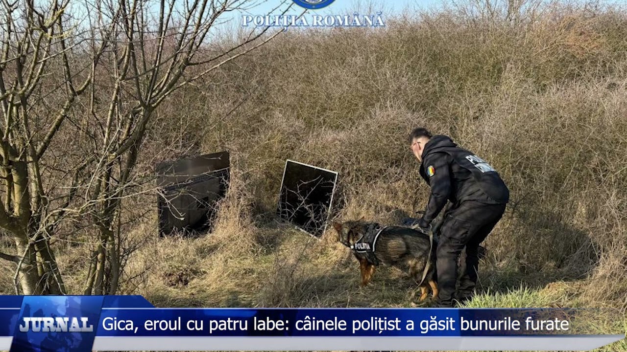 Gica, eroul cu patru labe câinele polițist a găsit bunurile furate