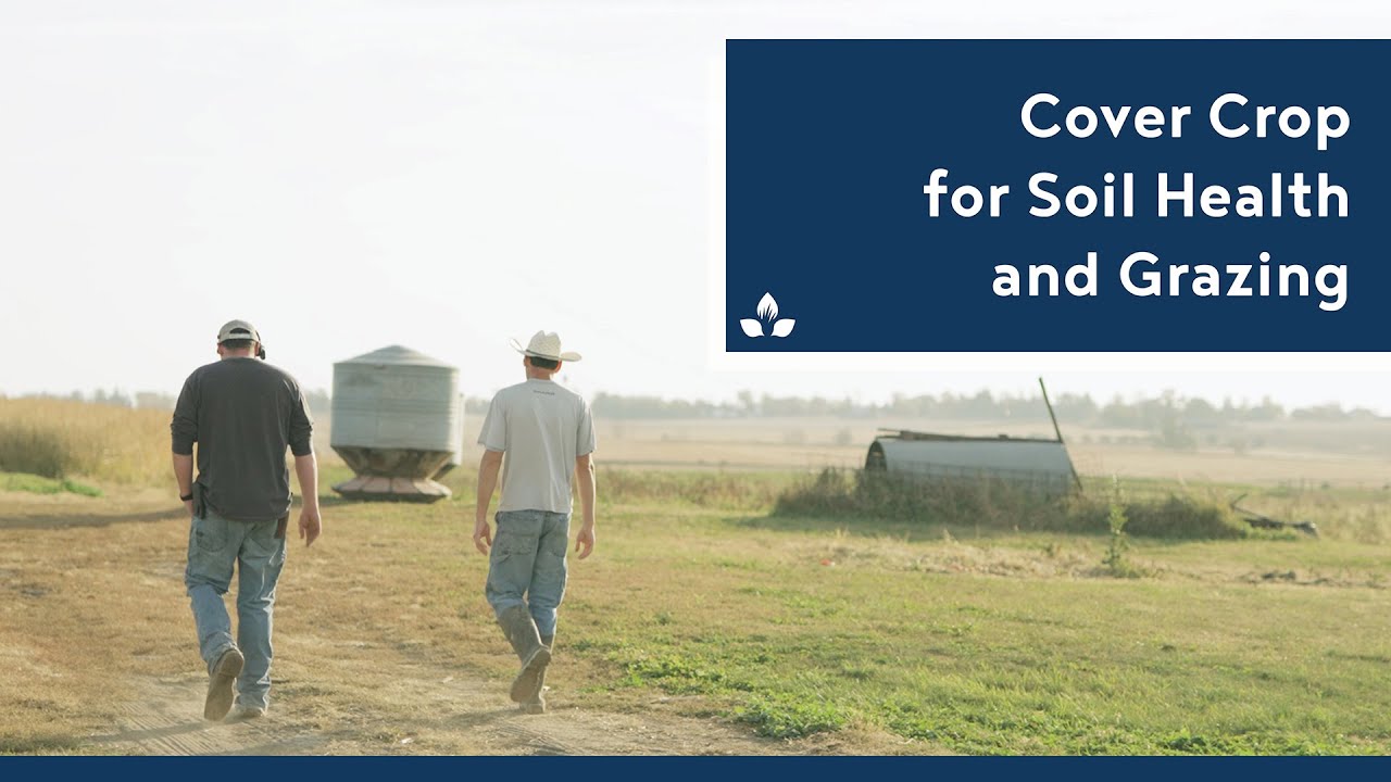 Cover Crops for Soil Health and Low-Cost Grazing - Practical Cover Croppers
