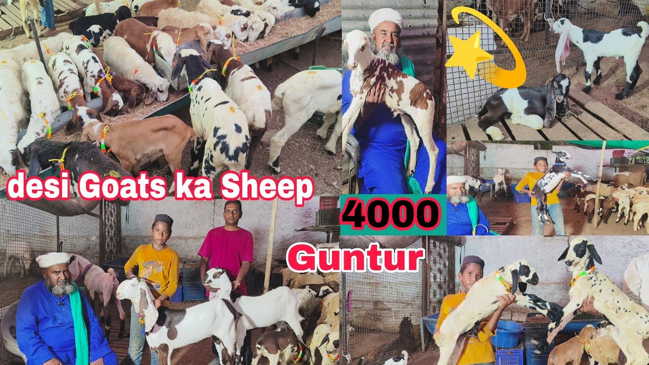 Beautiful Guntur sheep and local Hyderabadi males and females available at Sk BASHEER goat farm i...