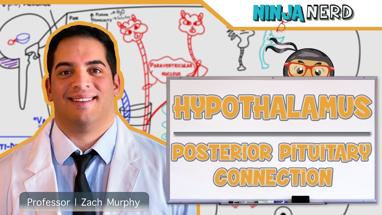 Endocrinology | Hypothalamus: Posterior Pituitary Connection