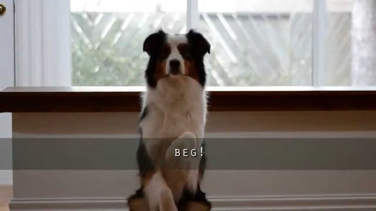 How to teach your dog to hug