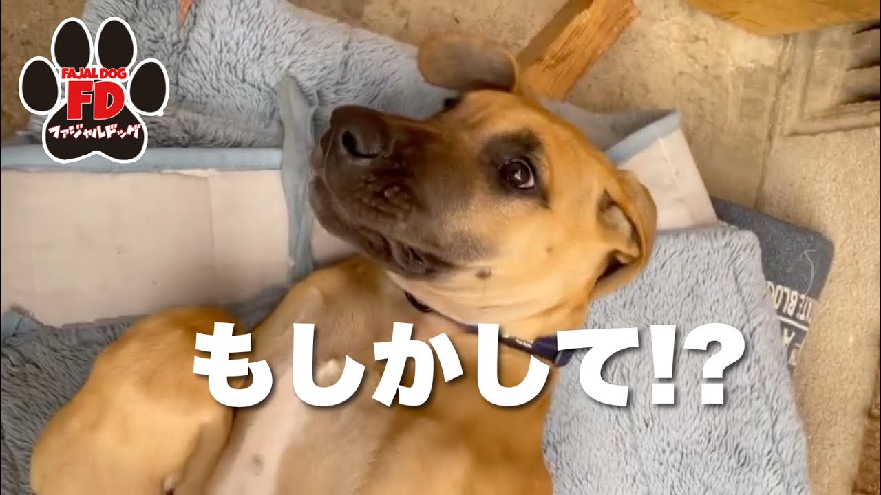 【ご報告】２日続けて涙…君に会えると思ってなかった！グレートデン子犬