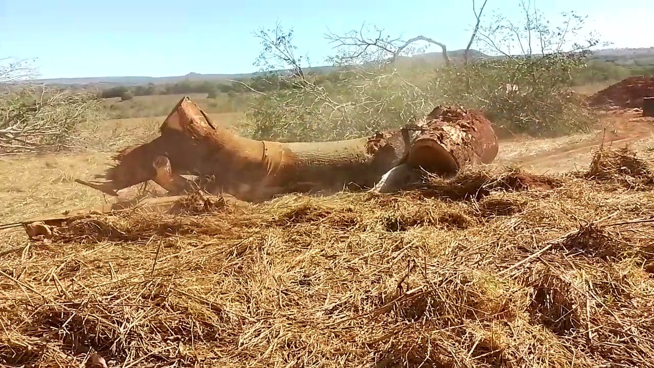 MF 7180 puxando tora gigante 20mil KG