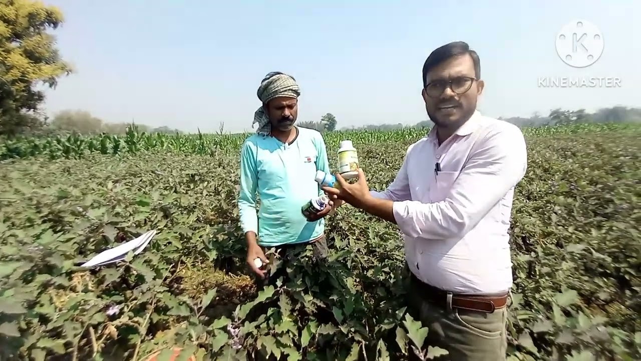 सुनिए एक किसान बैंगन की खेती करके लाखो कमाते हैं उन्हीं की जुबानी