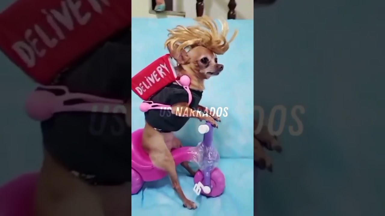 SUPER COMPILADO-MELHORES VIDEOS US NARRADOS #1