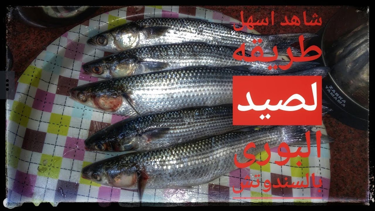 اسهل واسرع طريقه لصيد البورى بالسندوتش