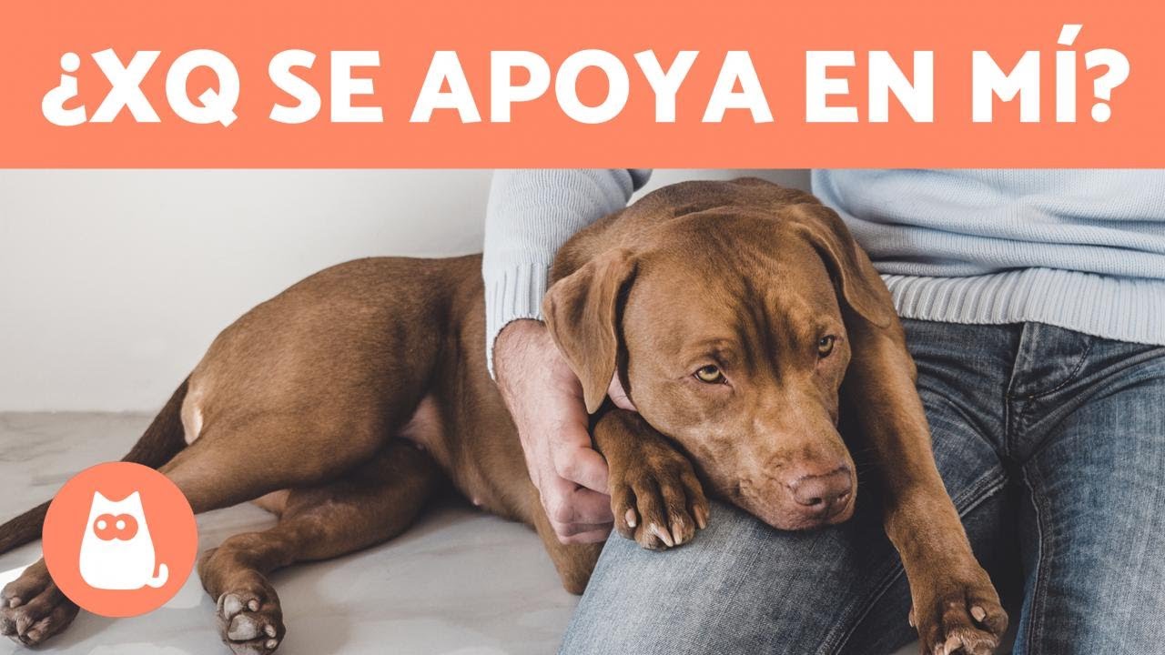 &iquest;Por qu&eacute; mi PERRO se APOYA encima de m&iacute;? 🧍🏻&zwj;♀️🐕 (4 Razones)