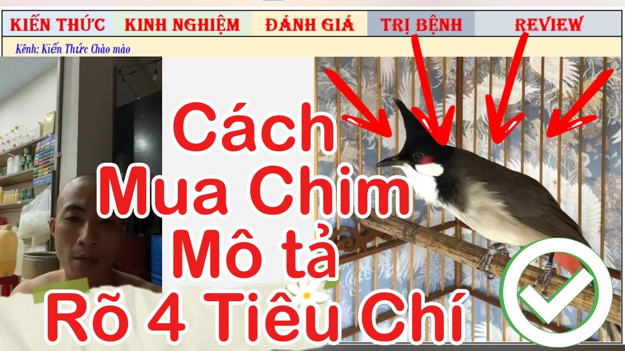 Cách mua Chim và Mô tả chi tiết 4 Tiêu chí để chọn chim cực kì Tố chất