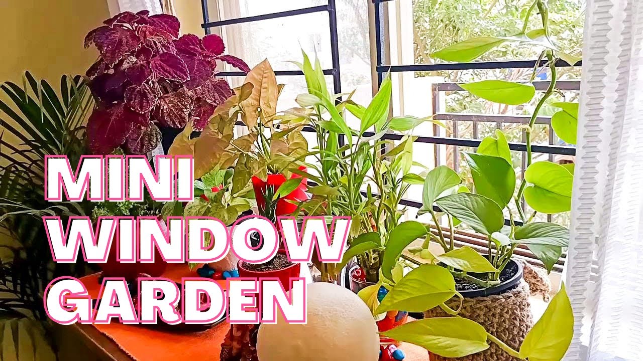 Mini Window Garden 🏕 Setting-up Window Garden With Indoor Plants - 2021 🏡 Mini Jungle At Home