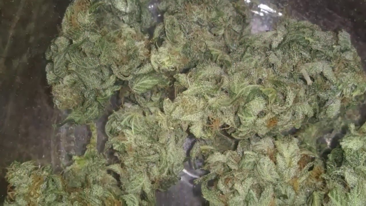 Growing Big Under Mars Hydro LED - GROWHARD17
