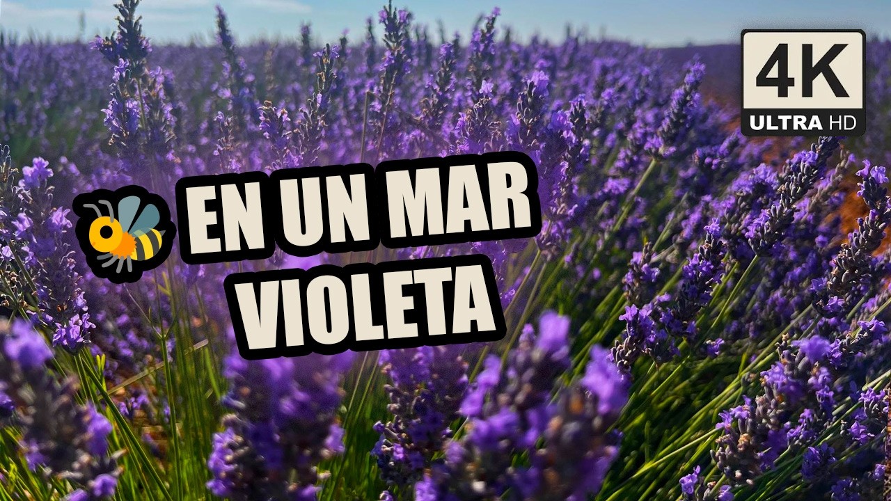 💜 Paseo entre campos de lavanda en flor en Caleruega | 4K