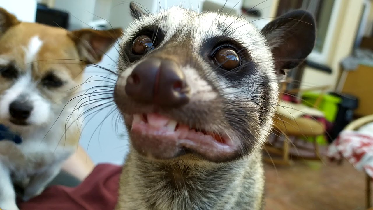 Asian Palm Civet ASMR