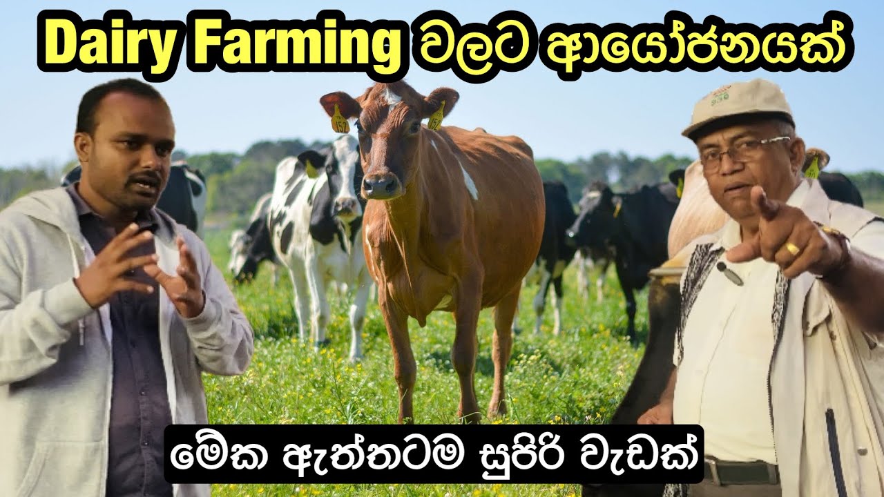 Dairy Farming වලට ආයෝජනයක් සමග ඔබට ඉහළ ප්‍රතිලාභ🥛🐄/#dairyfarming #livestock #dairyfarmer🐄