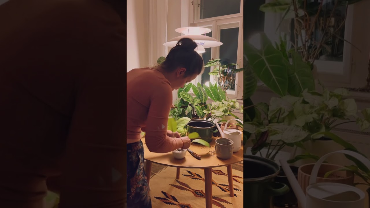 Philodendron Malay gold propagation 
