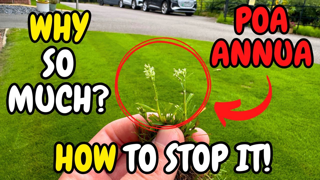 The TRUTH About Poa Annua &ndash; And How to Stop It!