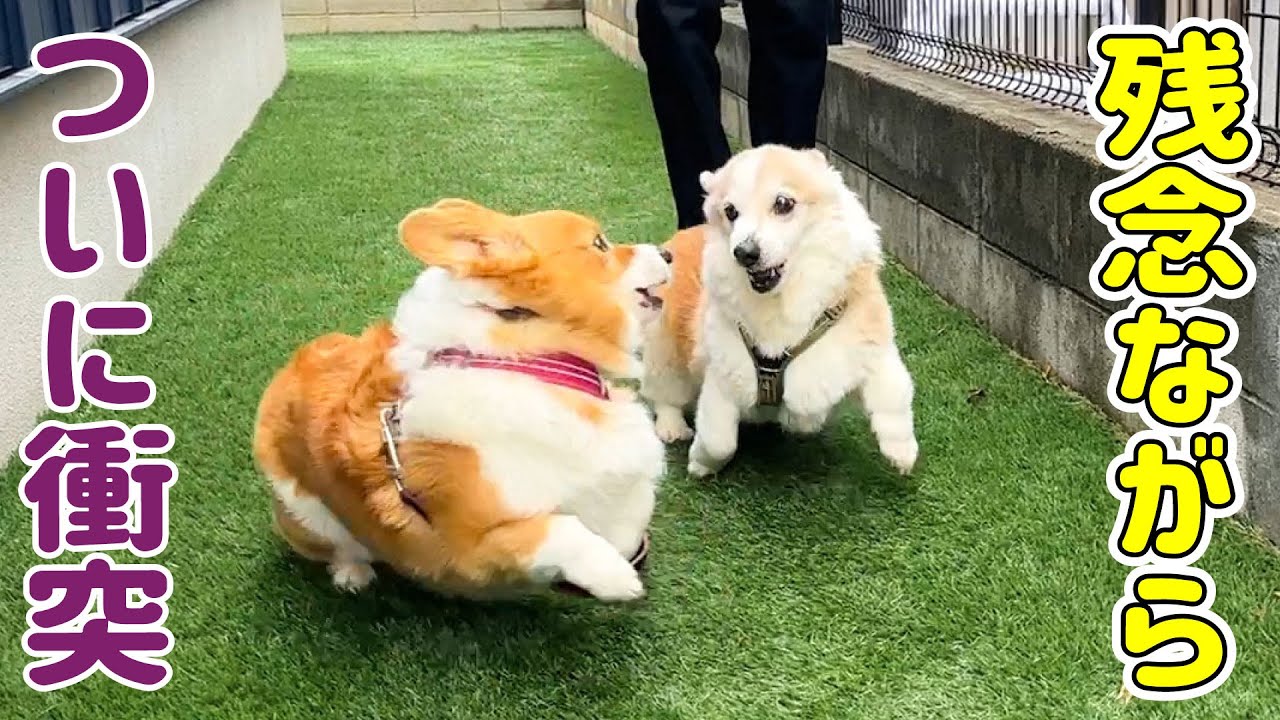 ケンカしちゃいました...３度目の交流会で何が？