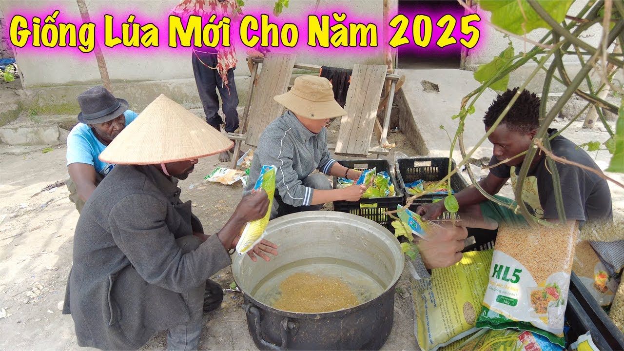 Linh Philip || Giống L&uacute;a Mới Cho Vụ M&ugrave;a Năm 2025-2026 Trong Việt Phi Farm !
