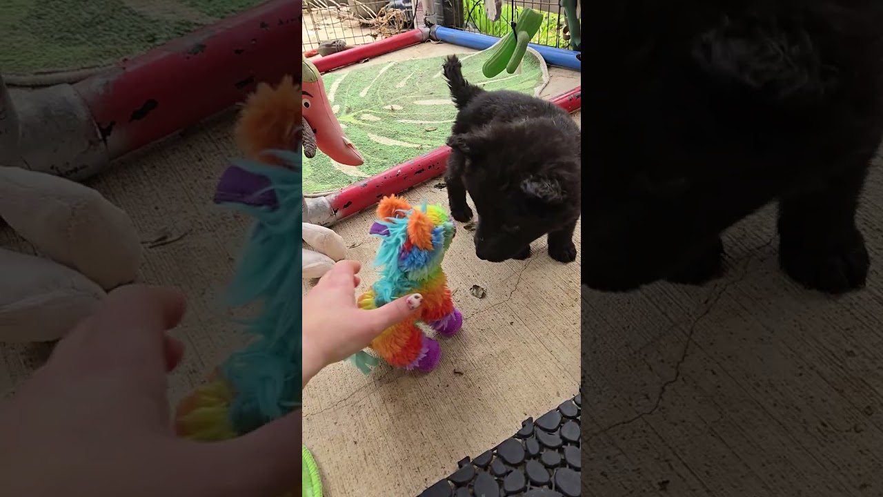 Inali and destiny black girls,  long haired black german shepherd puppies