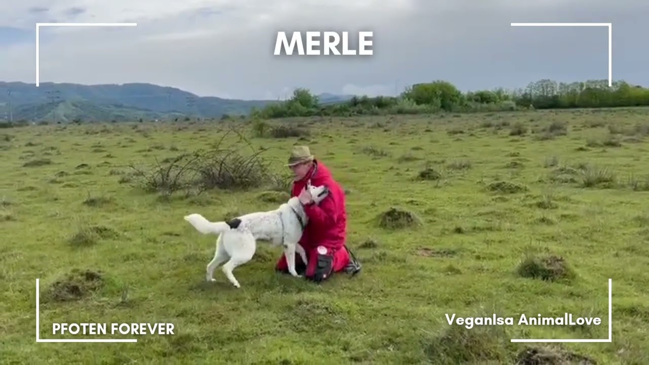 Merle - unsere zauberhafte Sch&auml;fer-Mix-H&uuml;ndin sucht ihr aktives F&uuml;r-immer-Zuhause!