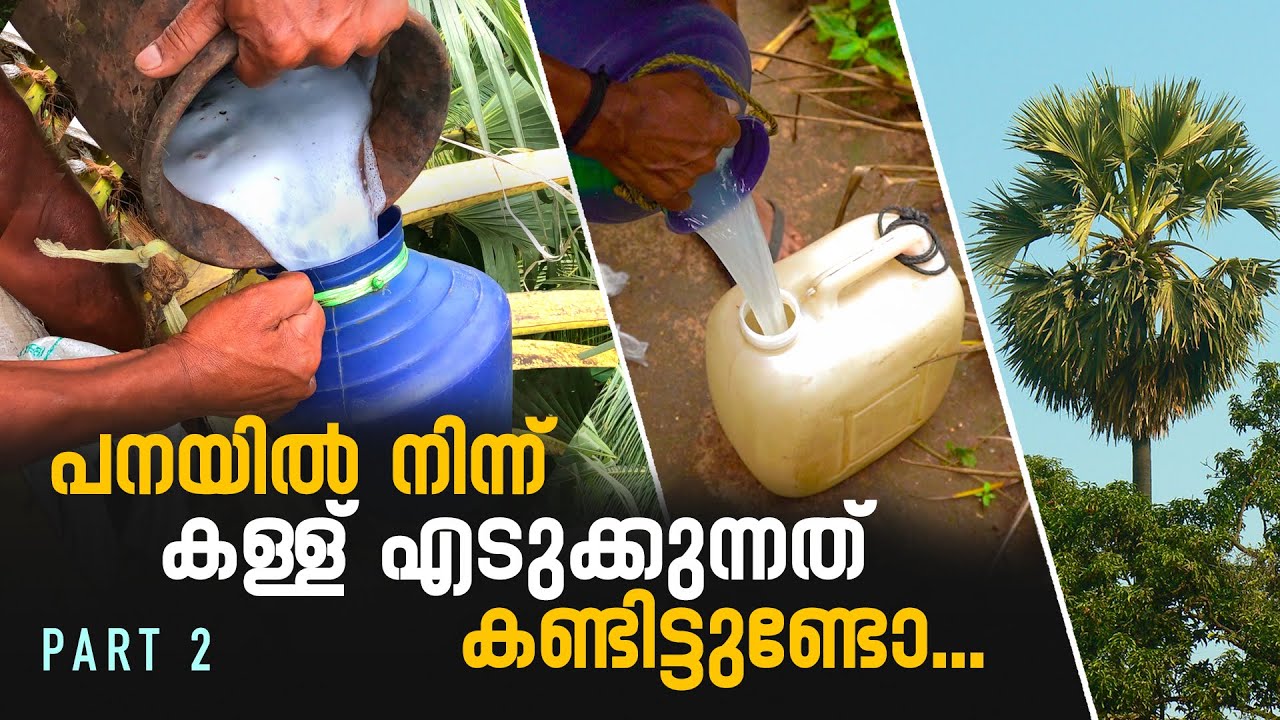 പനയിൽ നിന്ന് കള്ള് എടുക്കുന്നത് കണ്ടിട്ടുണ്ടോ | Panam Kallu | Palm Toddy Tapping | Part 2