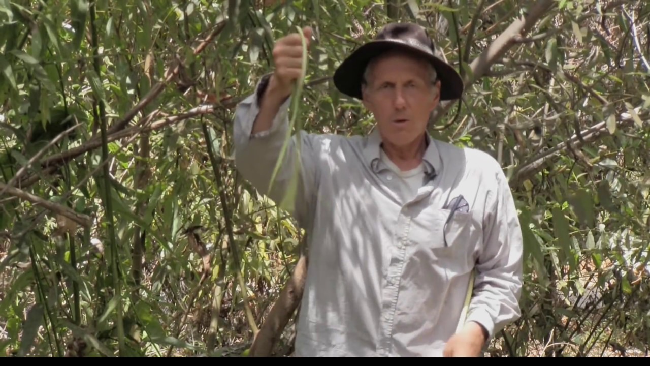 THE WILLOW TREE and its many uses