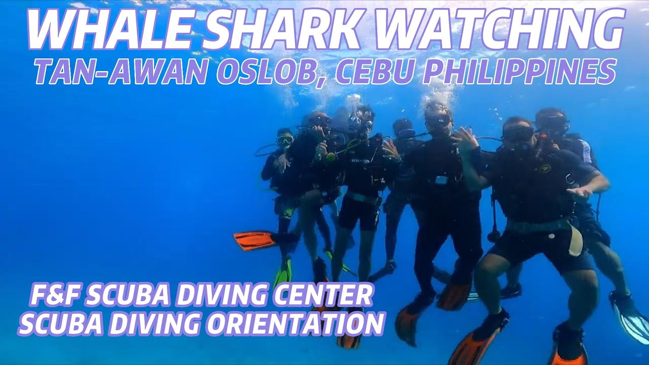 SCUBA DIVING ORIENTATION I WHALE SHARK WATCHING I TAN-AWAN OSLOB, CEBU PHILIPPINES