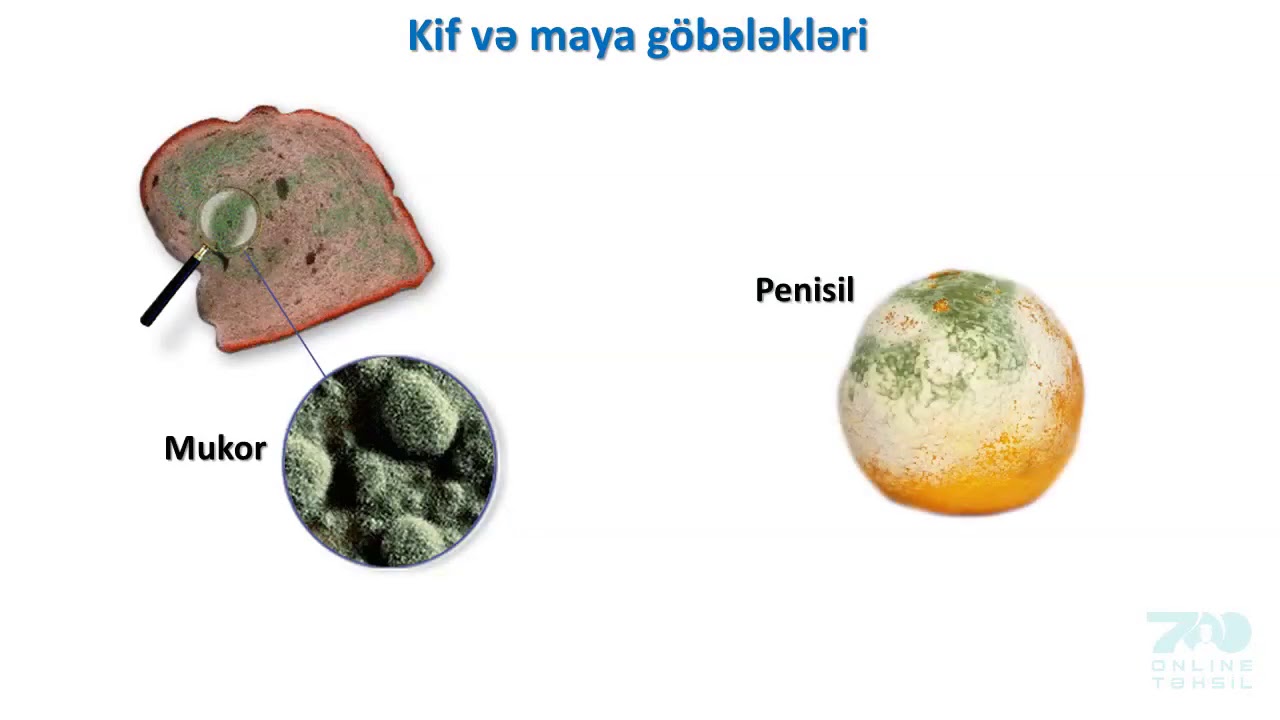 72 Çılpaqtoxumlular